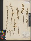 Foto von Salix petiolaris Sm.